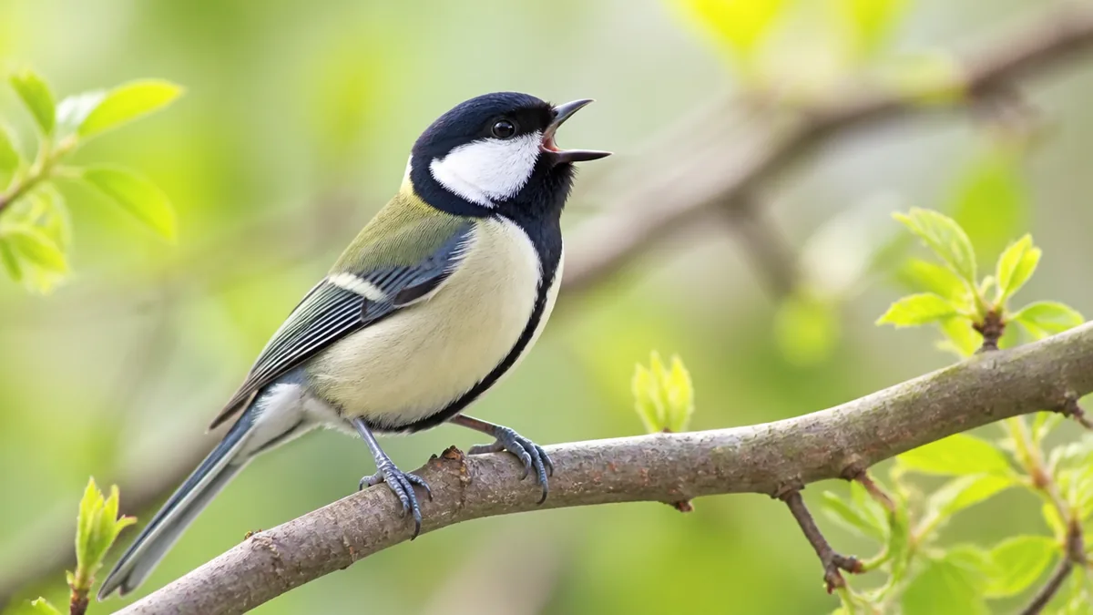 声で探す野鳥の春｜さえずりを4種で覚える早見表の解説画像