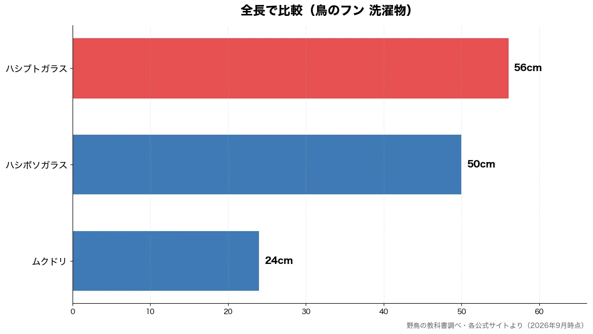 全長の比較チャート(ムクドリ 24cm・ハシボソガラス 50cm・ハシブトガラス 56cm)