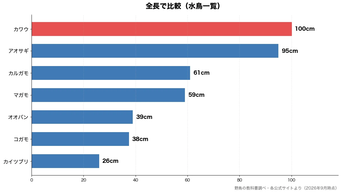 全長の比較チャート(カイツブリ 26cm・コガモ 38cm・オオバン 39cm・マガモ 59cm)