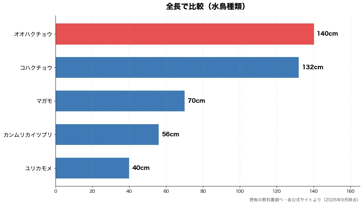 全長の比較チャート(ユリカモメ 40cm・カンムリカイツブリ 56cm・マガモ 70cm・コハクチョウ 132cm)