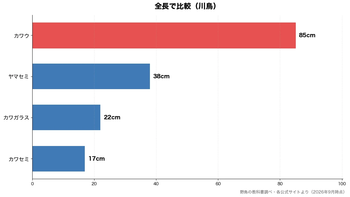 全長の比較チャート(カワセミ 17cm・カワガラス 22cm・ヤマセミ 38cm・カワウ 85cm)