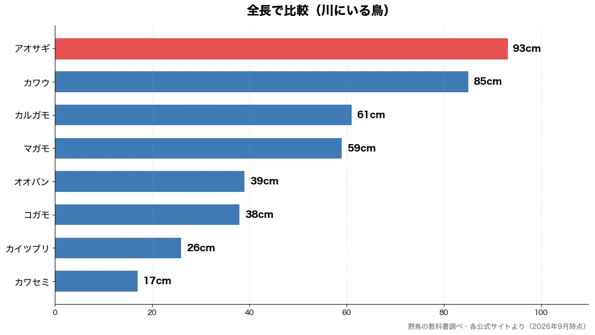 全長の比較チャート（カワセミ 17cm・カイツブリ 26cm・コガモ 38cm・オオバン 39cm）