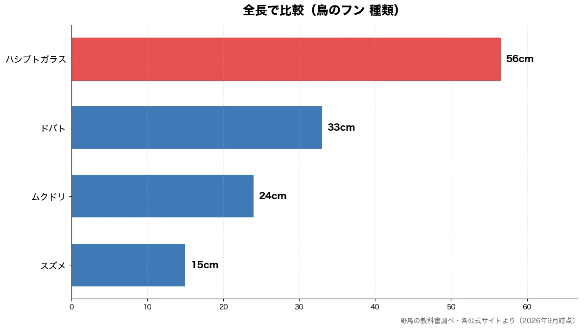 全長の比較チャート(スズメ 15cm・ムクドリ 24cm・ドバト 33cm・ハシブトガラス 56cm)