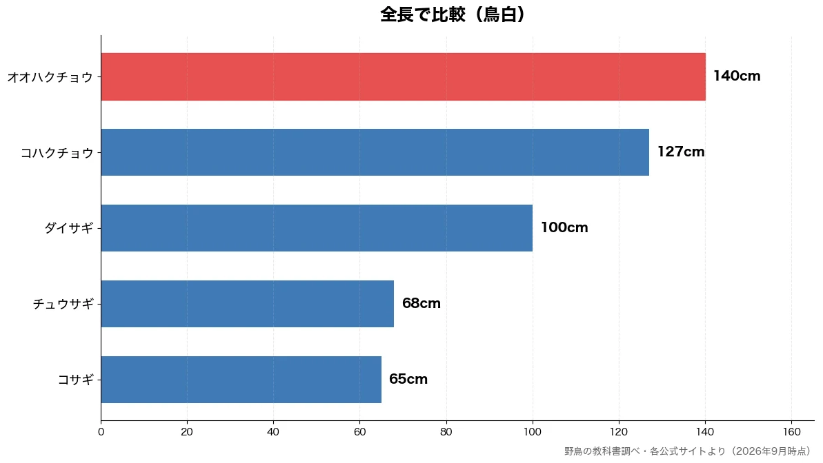 全長の比較チャート（コサギ 65cm・チュウサギ 68cm・ダイサギ 100cm・コハクチョウ 127cm）