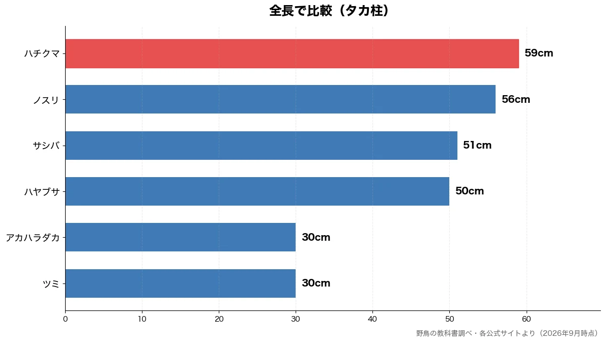 全長の比較チャート(ツミ 30cm・アカハラダカ 30cm・ハヤブサ 50cm・サシバ 51cm)