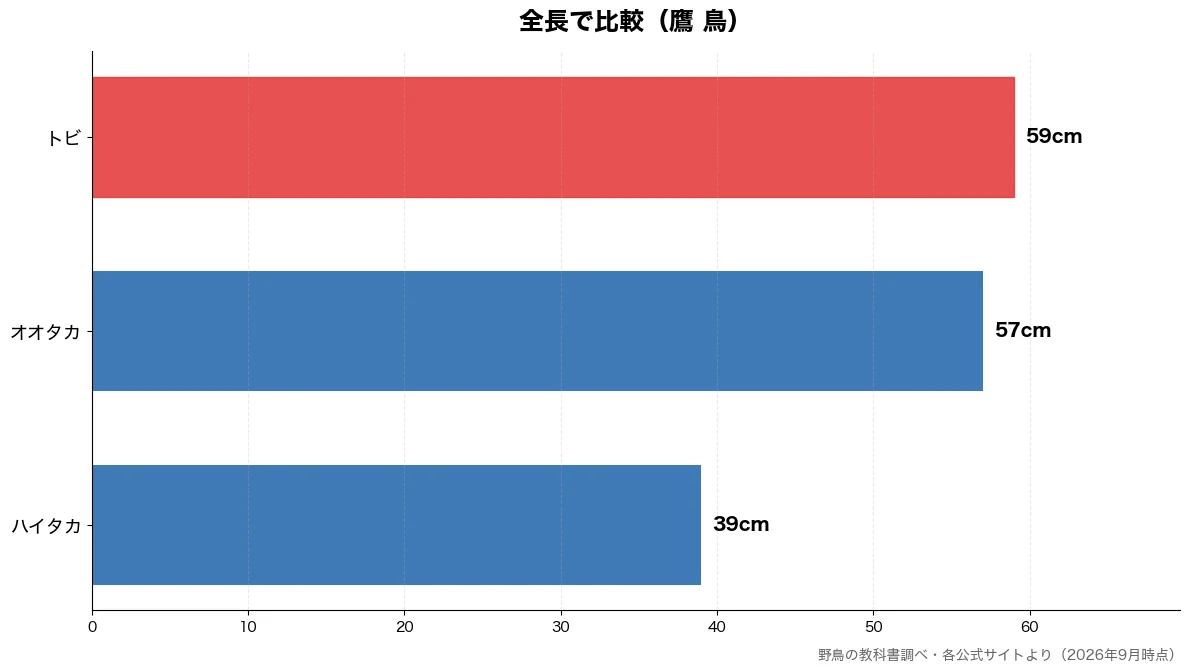 全長の比較チャート(ハイタカ 39cm・オオタカ 57cm・トビ 59cm)