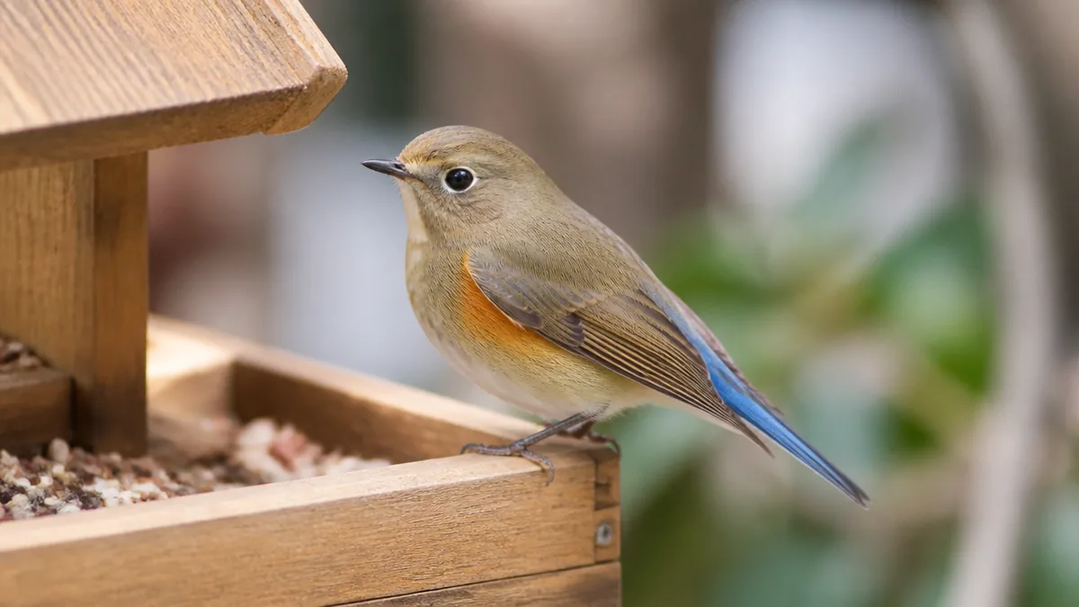 ルリビタキ雌は褐色の小鳥、でも尾だけが青いの解説画像