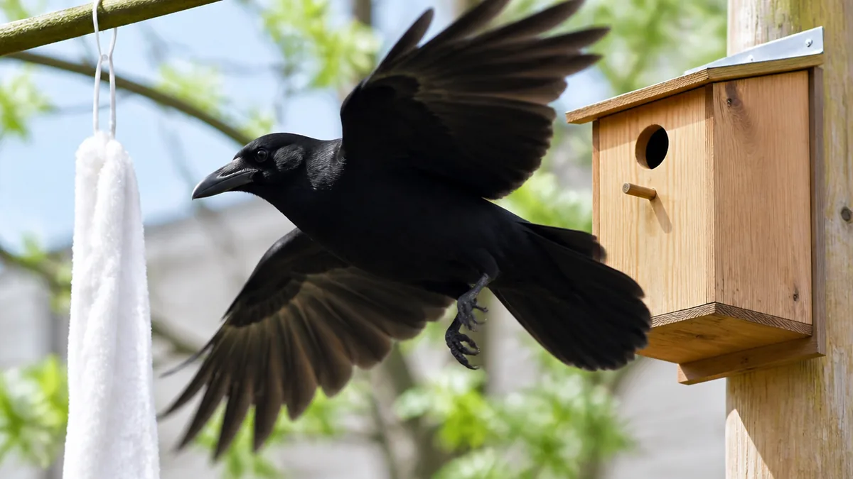 羽に触れるものだけが長く効き続けるの解説画像