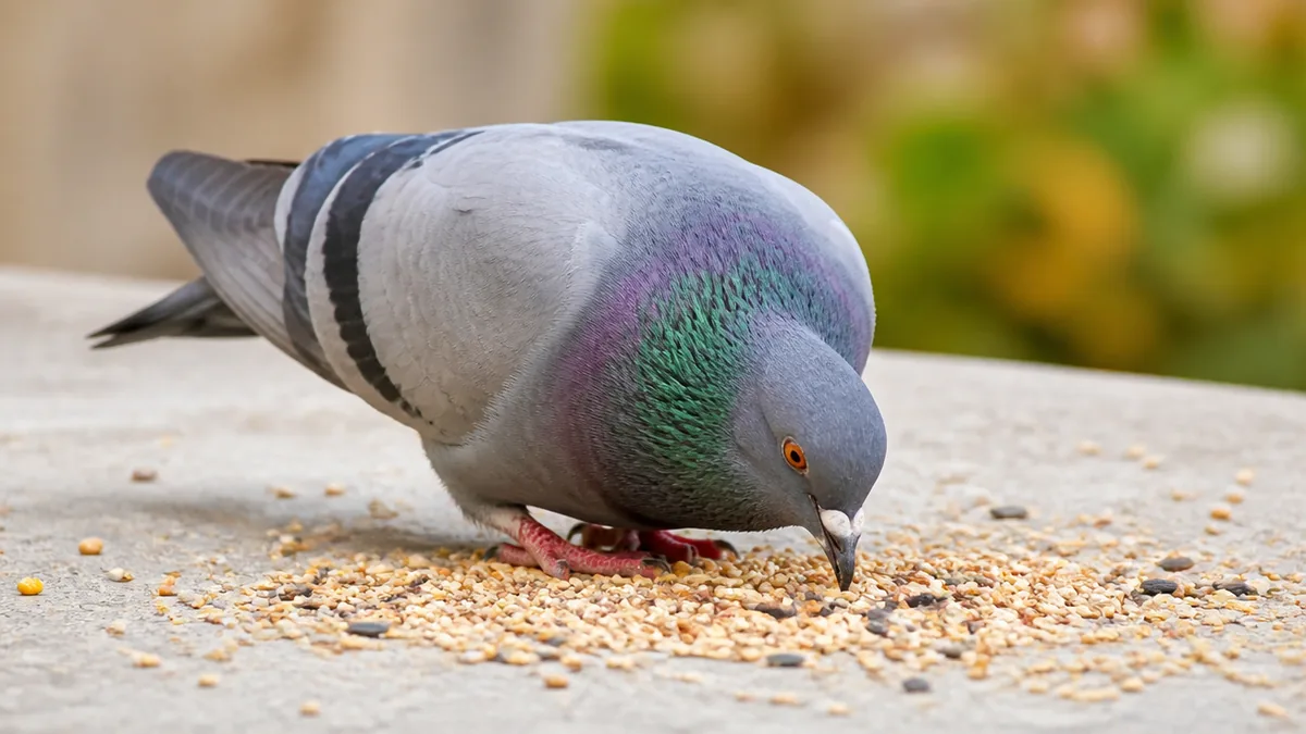 鳩エサは本来ほぼ穀物と種子｜街のドバトが人の食べ物に変わった理由と50万円以下の罰金のアイキャッチ画像