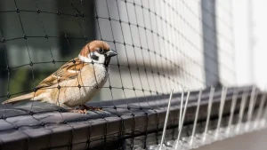スズメよけは網目15mmが分かれ目｜光ものが数日で効かなくなる理由と対策カレンダーのアイキャッチ画像