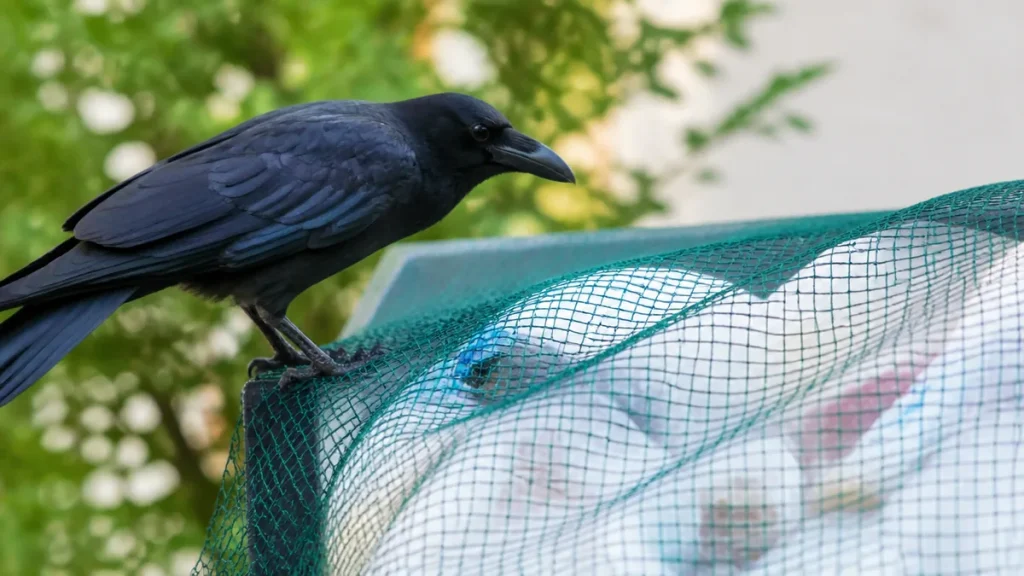 カラスを寄せ付けない方法は光り物より4mm目のネット｜慣れる対策と効く対策の違いのアイキャッチ画像