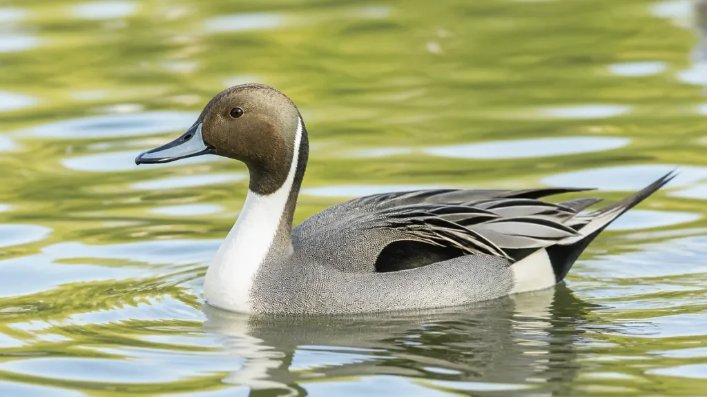 水鳥一覧は7種から覚える｜全長26cmから100cmまで大きさ順の見分け早見表のアイキャッチ画像