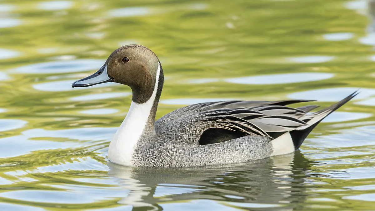 水鳥一覧は7種から覚える|全長26cmから100cmまで大きさ順の見分け早見表のアイキャッチ画像