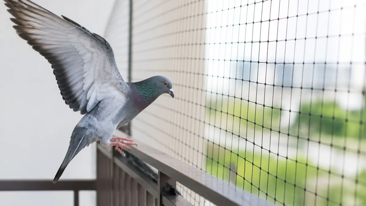 その鳥、どのレベルまで進んでいる？ネットを張る前の見きわめの解説画像