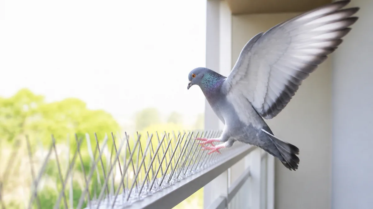 鳩フン対策は掃除より先に「来させない」が正解の解説画像