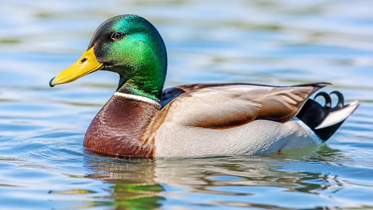 水鳥種類はまず8種で足りる｜水面で食べる鳥と潜る鳥に分けて覚える見分け方のアイキャッチ画像