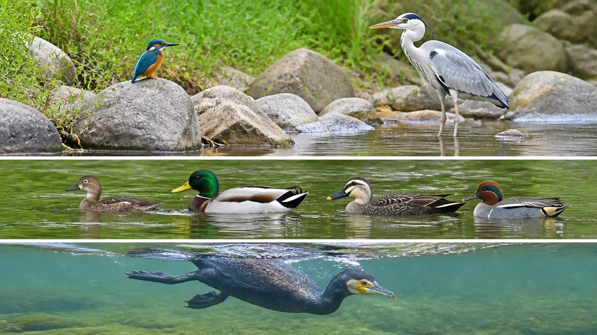 川にいる鳥は立ち位置で3つに分けると絞り込めるの解説画像