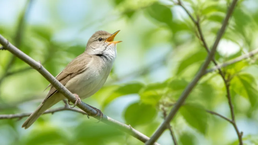 春を告げる鳥はウグイスだけじゃない｜初鳴きは2月20日頃から、姿が見えない理由のアイキャッチ画像