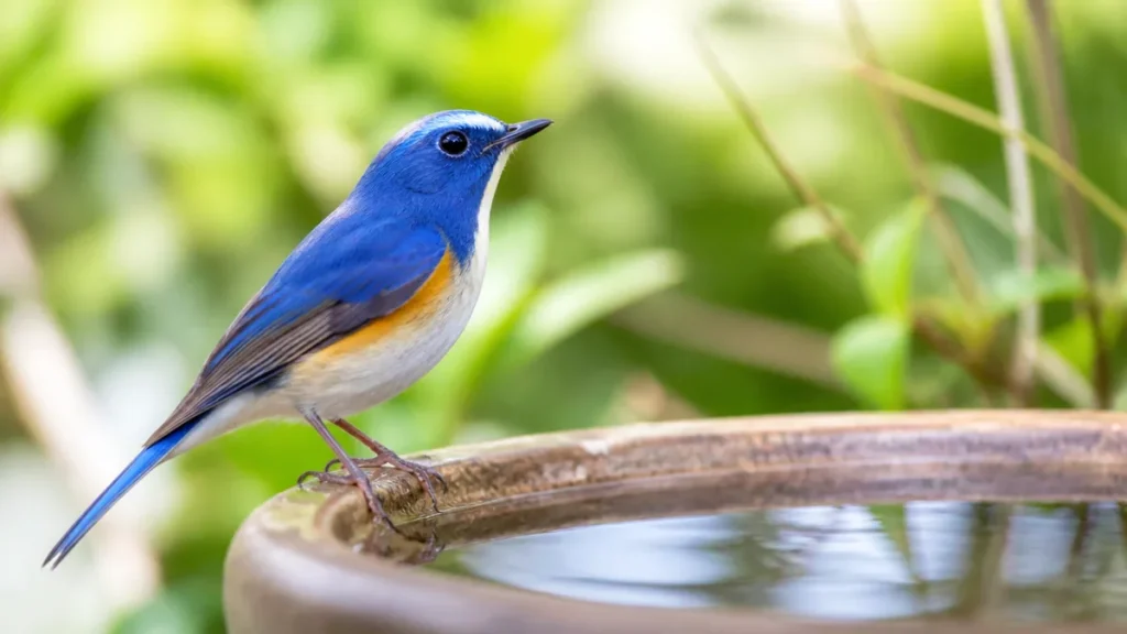 水色の鳥の正体は4種にしぼれる｜全長14cmから37cmまで季節と場所で見分けるのアイキャッチ画像