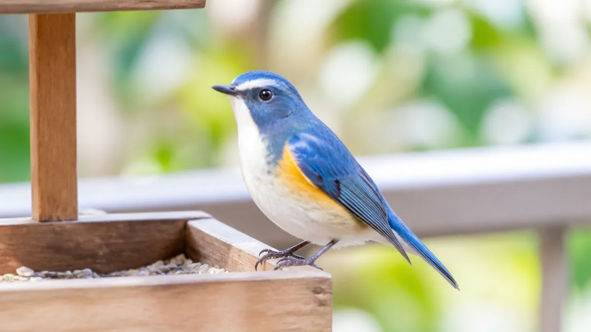水色の鳥の正体は身近な4種にしぼれるの解説画像