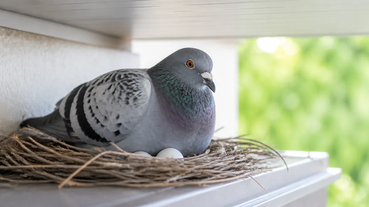 鳩が家に巣を作るのはなぜ?選ばれる家に共通する3つの条件の解説画像