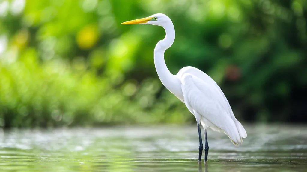 この鳥白いけど何？全長55cmから140cmの白い水鳥5種をくちばしで見分けるのアイキャッチ画像