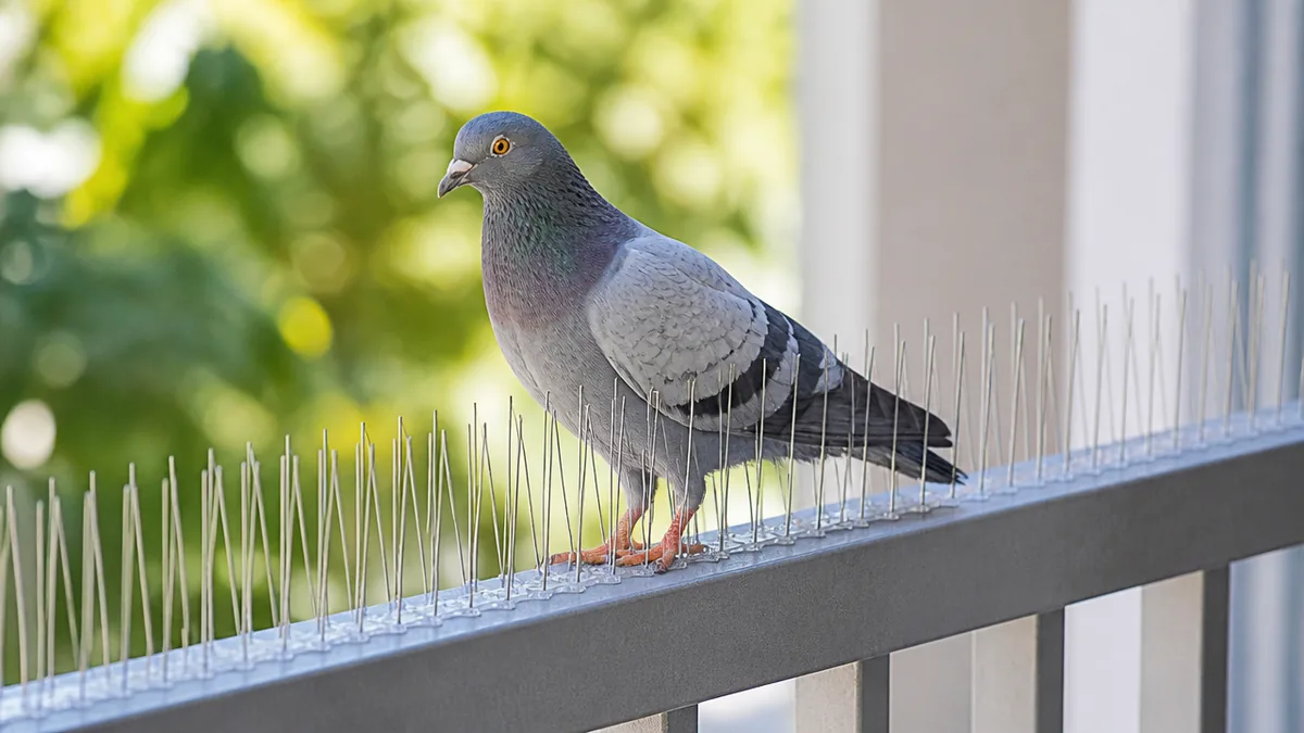 設置したのに鳥が戻ってくる家の共通点の解説画像