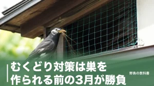 むくどり対策は巣を作られる前の3月が勝負｜1万羽のねぐらに効く順番のアイキャッチ画像