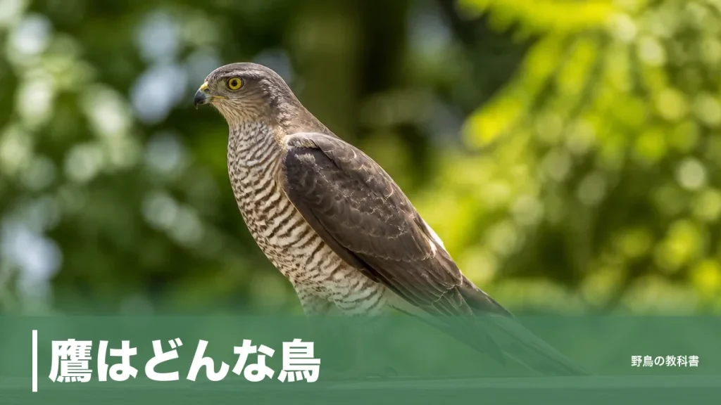 鷹はどんな鳥？ワシとの境目はカラスの大きさと腹の横縞｜身近な3種の見分け方のアイキャッチ画像
