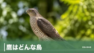 鷹はどんな鳥？ワシとの境目はカラスの大きさと腹の横縞｜身近な3種の見分け方のアイキャッチ画像