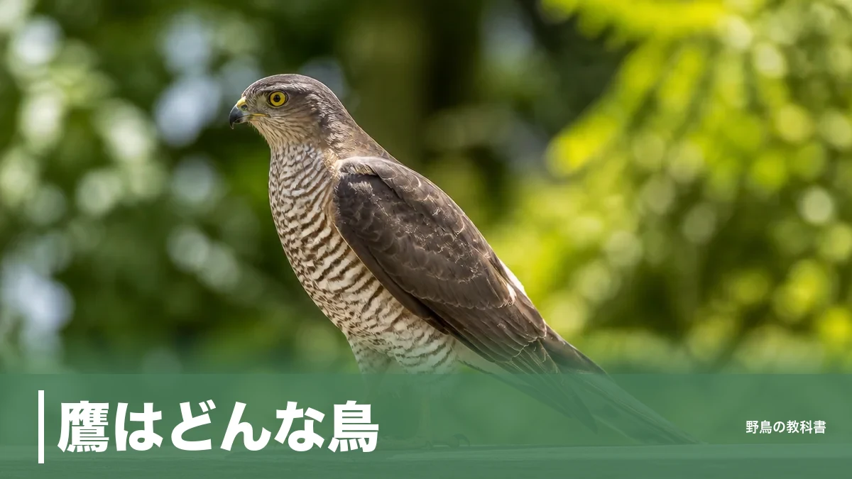 鷹はどんな鳥？ワシとの境目はカラスの大きさと腹の横縞｜身近な3種の見分け方のアイキャッチ画像