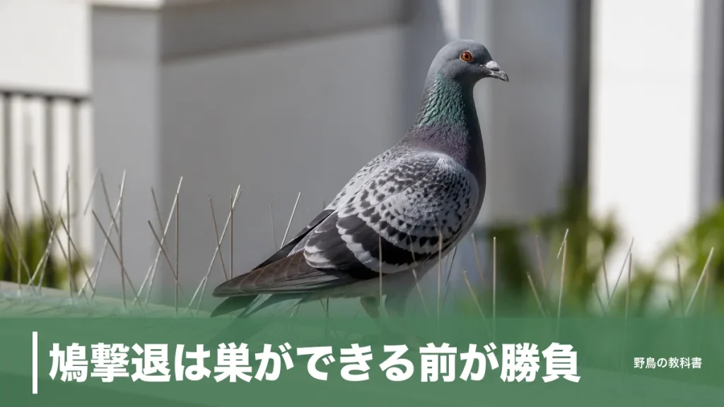 鳩撃退は巣ができる前が勝負｜レベル1〜4で変わる対策と、捕獲が違法になる線引きのアイキャッチ画像