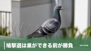 鳩撃退は巣ができる前が勝負｜レベル1〜4で変わる対策と、捕獲が違法になる線引きのアイキャッチ画像