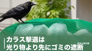 カラス撃退は光り物より先にゴミの遮断｜環境省が示す順番と網目5mmのネットのアイキャッチ画像