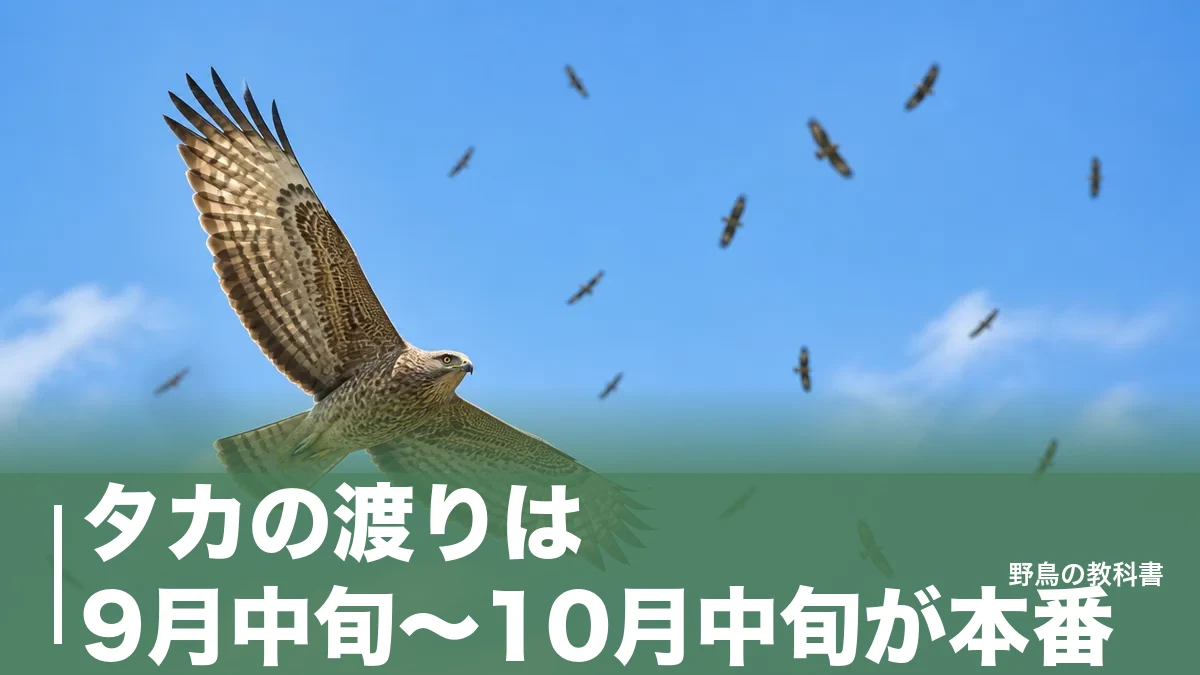 タカの渡りは9月中旬〜10月中旬が本番｜1日3,000羽が渦を巻く空の見つけ方のアイキャッチ画像