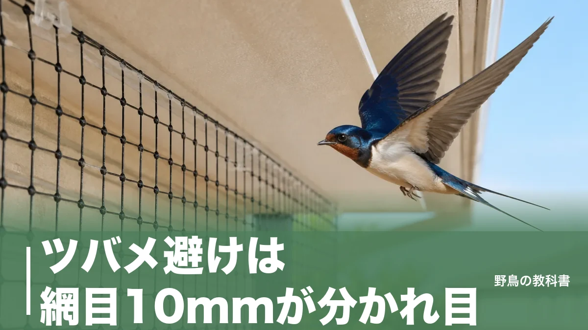 ツバメ避けは網目10mmが分かれ目|45mm目の防鳥網では通り抜けられる理由のアイキャッチ画像