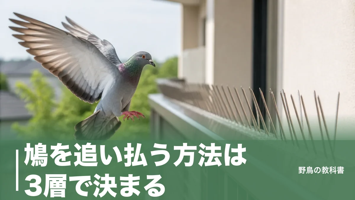 鳩を追い払う方法は3層で決まる|超音波が効かない理由と巣を作られる前の勝負どころのアイキャッチ画像
