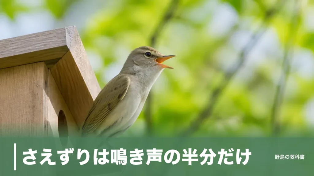 さえずりは鳴き声の半分だけ｜地鳴きと分ける2つの目印と4月〜7月に声が増える理由のアイキャッチ画像