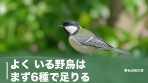 よく いる野鳥はまず6種で足りる｜全長14cmのシジュウカラから24cmのツグミまでのアイキャッチ画像