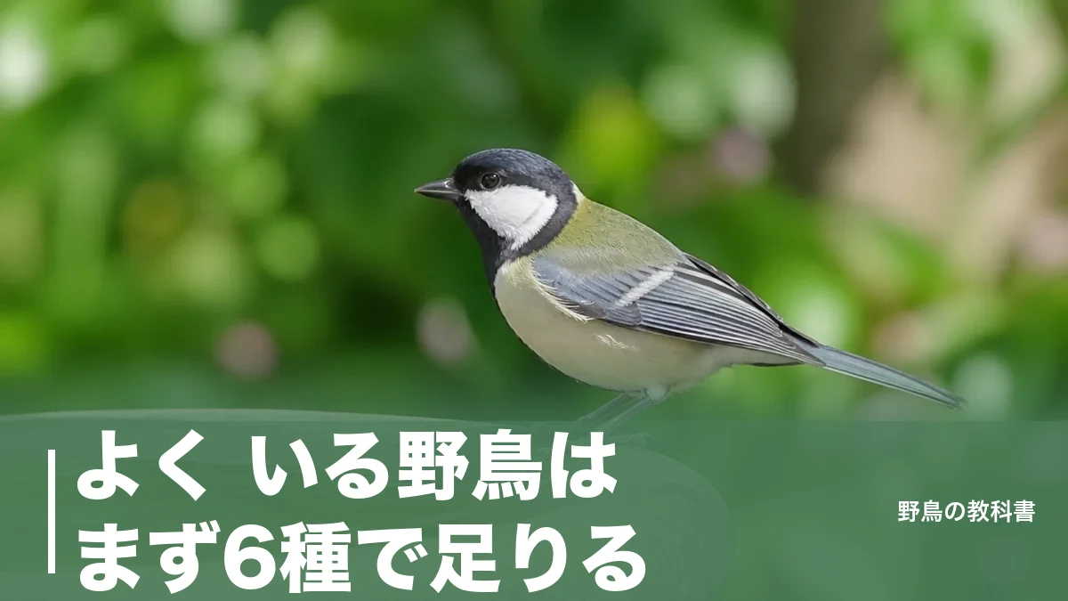 よく いる野鳥はまず6種で足りる|全長14cmのシジュウカラから24cmのツグミまでのアイキャッチ画像