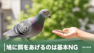 鳩に餌をあげるのは基本NG｜年7～8回繁殖する鳥に起きることと冬の給餌ルールのアイキャッチ画像