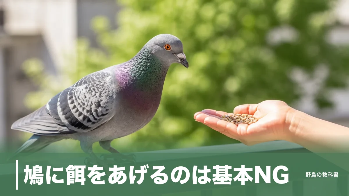 鳩に餌をあげるのは基本NG｜年7～8回繁殖する鳥に起きることと冬の給餌ルールのアイキャッチ画像