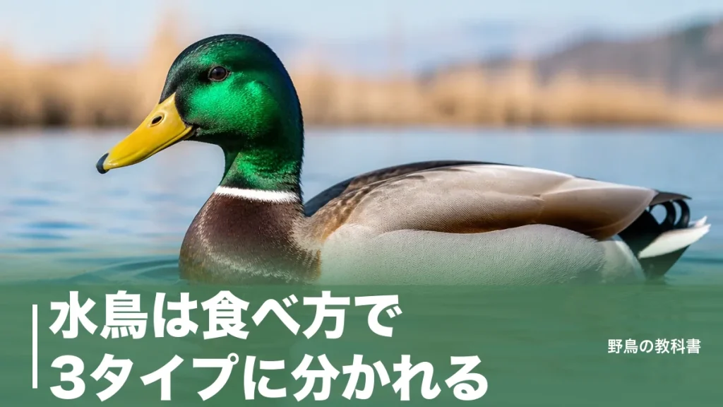 水鳥は食べ方で3タイプに分かれる｜カモ約30種とサギ4種を見分ける観察の基本のアイキャッチ画像