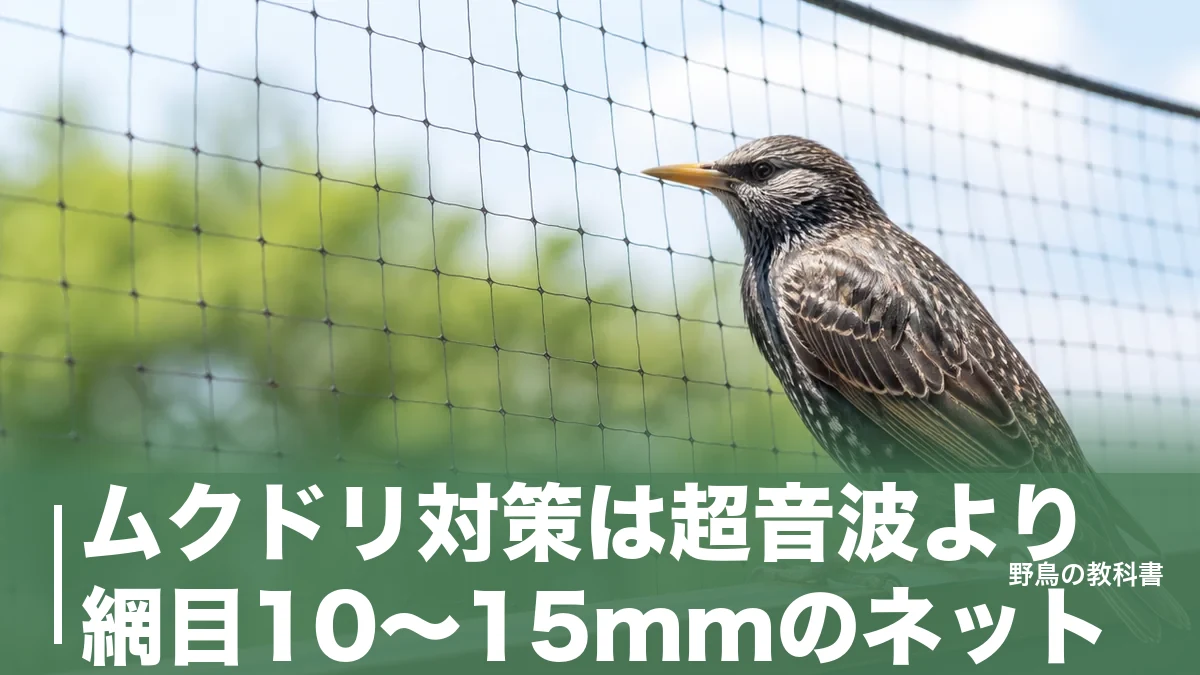 ムクドリ対策は超音波より網目10～15mmのネット｜数千羽の群れを寄せない順番のアイキャッチ画像