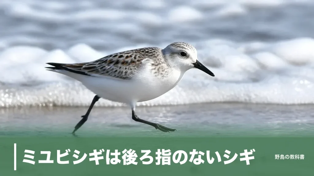 ミユビシギは後ろ指のないシギ｜全長19cmで波を追いかける旅鳥の見分け方のアイキャッチ画像