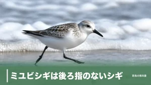 ミユビシギは後ろ指のないシギ｜全長19cmで波を追いかける旅鳥の見分け方のアイキャッチ画像