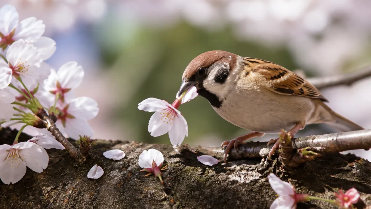 スズメが桜の花を丸ごと落とすのはなぜ？短いくちばしが招く盗蜜と、木が傷まない理由のアイキャッチ画像