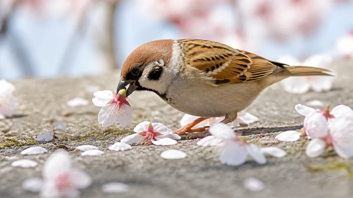 桜の下に花が丸ごと落ちていたら、それはスズメのしわざですの解説画像