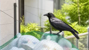 カラスよけは光り物より0.3mmのテグス｜数日で慣れる対策と17年続いた対策の違いのアイキャッチ画像